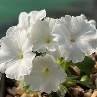Primula x 'Blindsee'